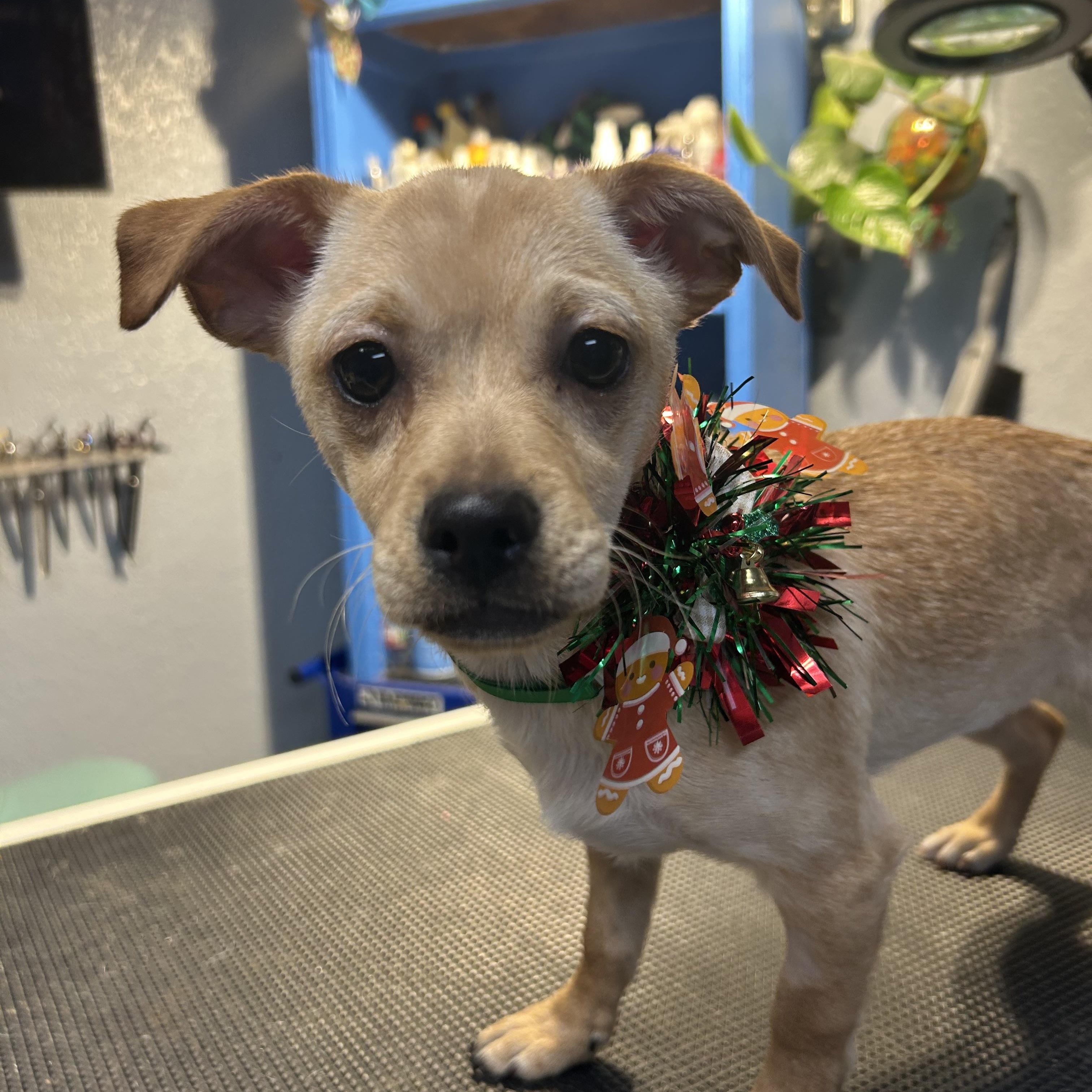 Mei Mei Panda, an adopted Chiweenie in Belleville, NJ image 3/4