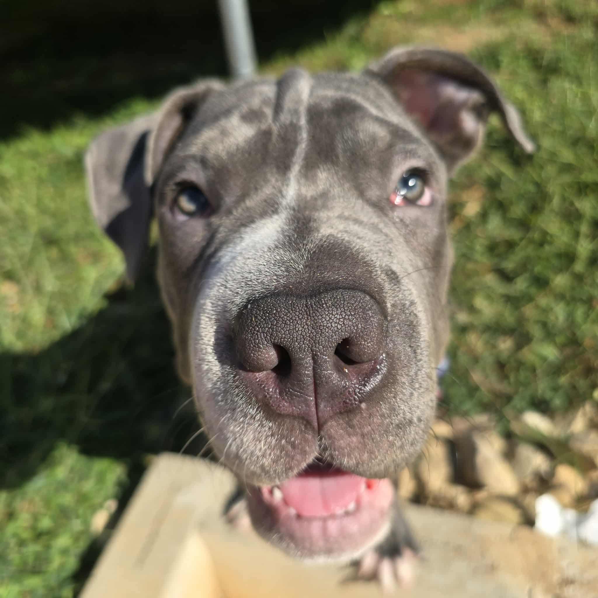 Brody