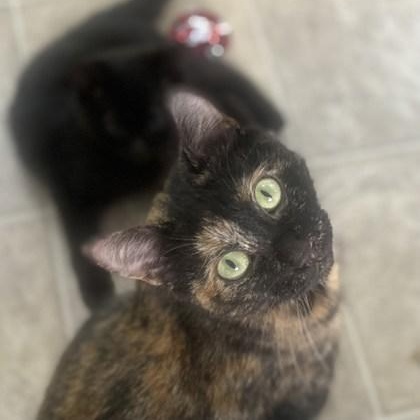 Athena, Adoptable, Adult Female Domestic Short Hair & Domestic Short Hair.