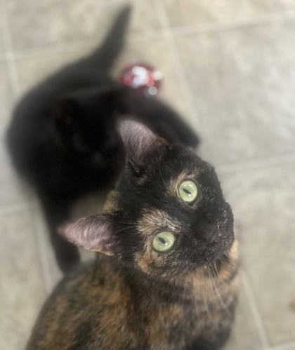 Enlarge Athena, a Adoptable mixed breed in Lawrenceville, GA image 1/1