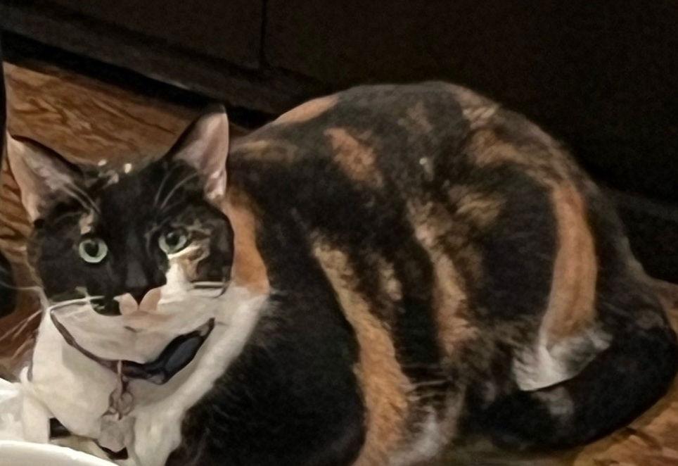 Enlarge Hope (calico), a Adoptable mixed breed in Herndon, VA image 1/3