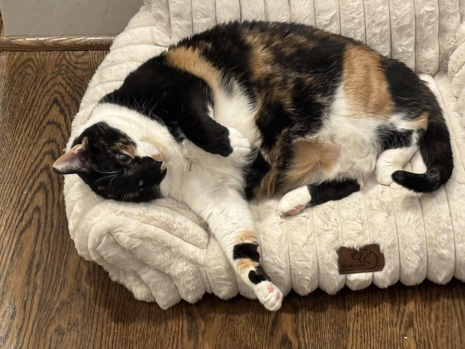 Hope (calico), Adoptable, Adult Female Domestic Short Hair & Calico.