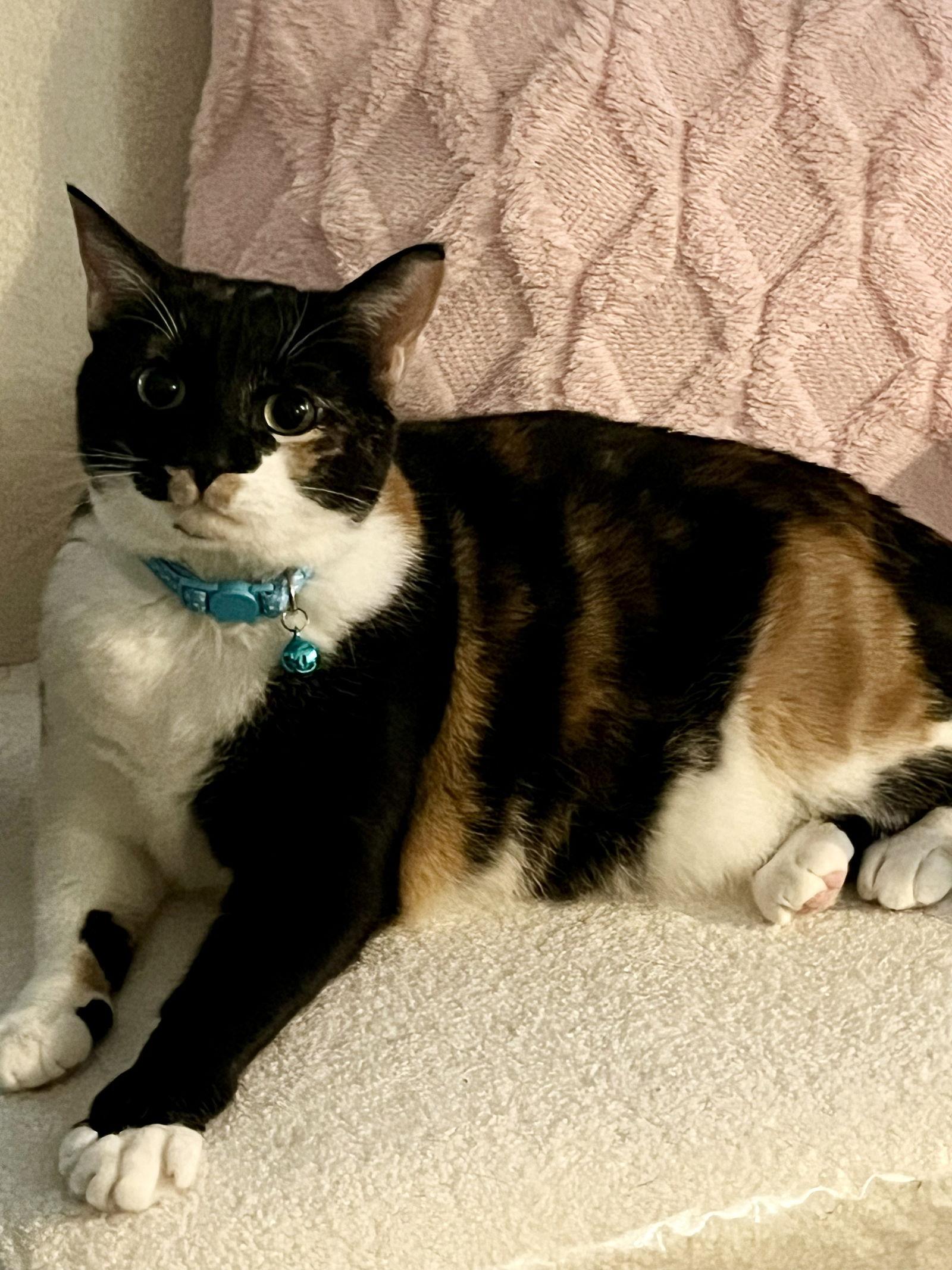 Enlarge Hope (calico), a Adoptable mixed breed in Herndon, VA image 2/3