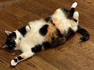 Enlarge Hope (calico), a Adoptable mixed breed in Herndon, VA image 3/3