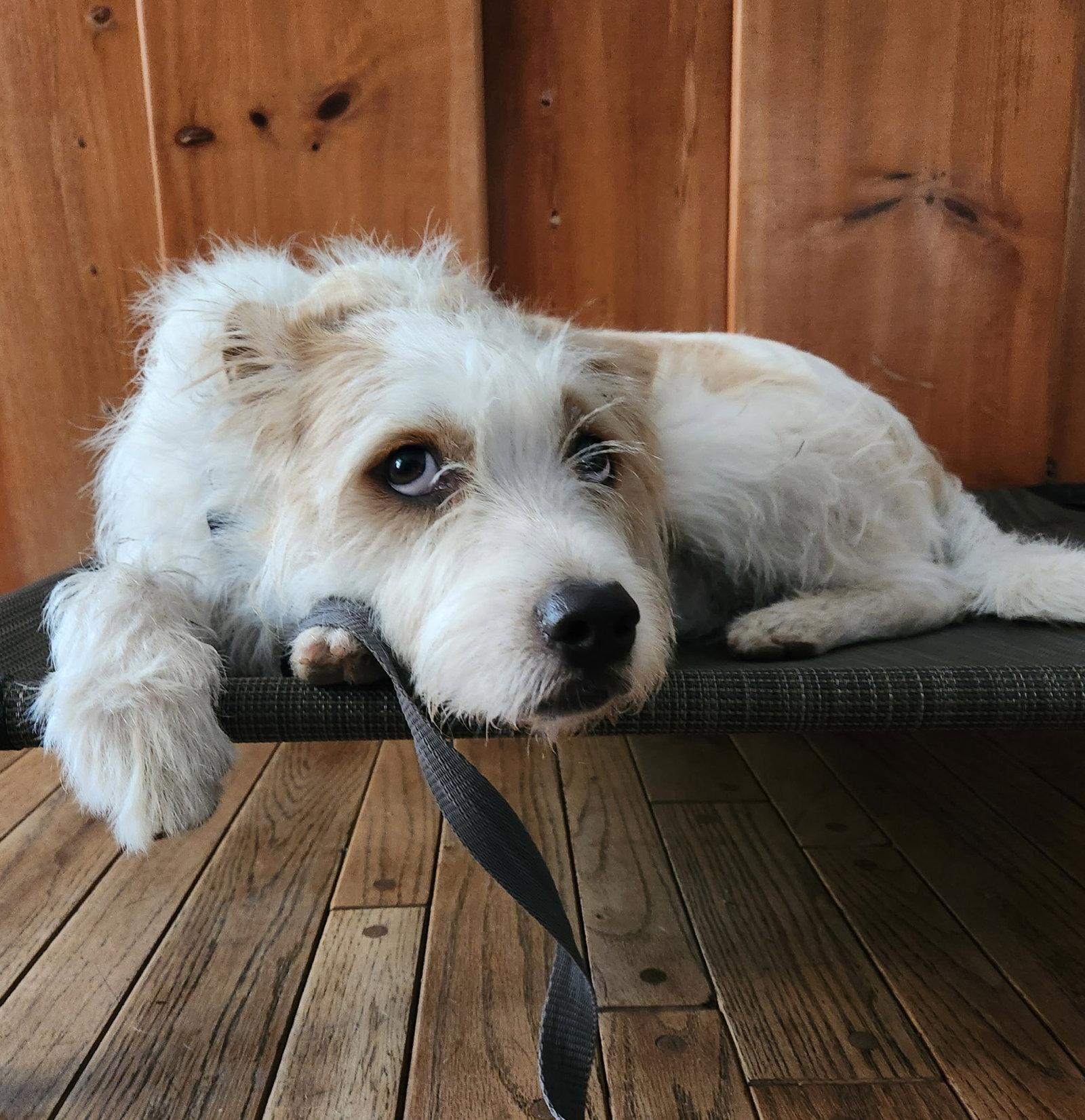 Ringo, a Adoptable mixed breed in Orange, CA image 1/3