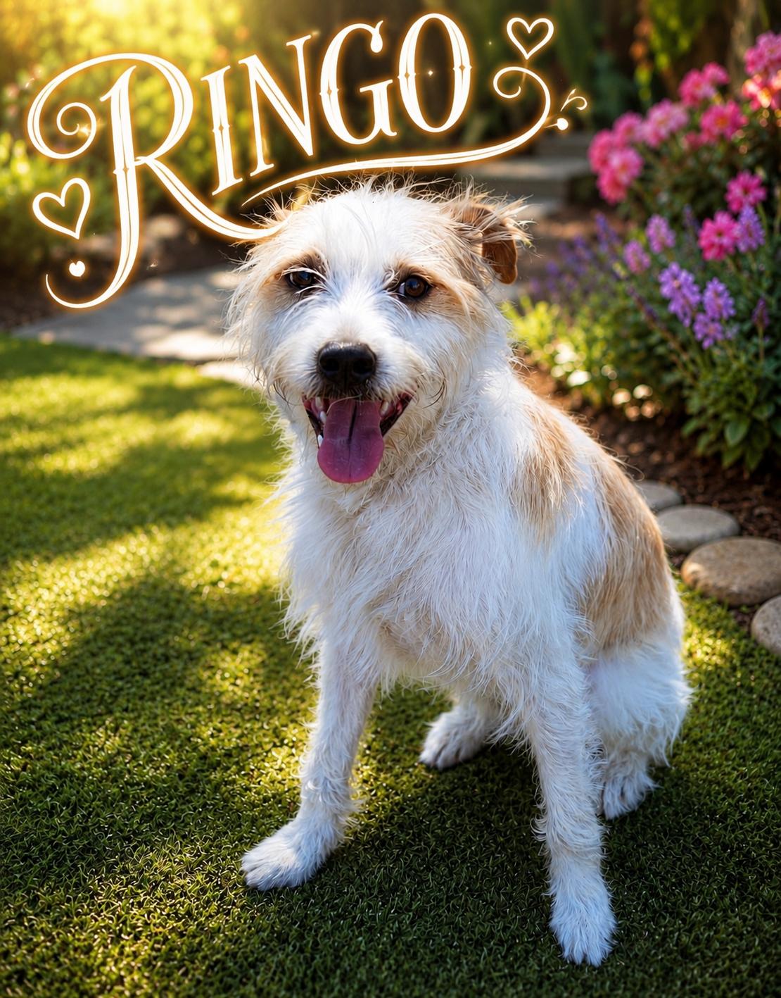 Ringo, a Adoptable mixed breed in Orange, CA image 3/3