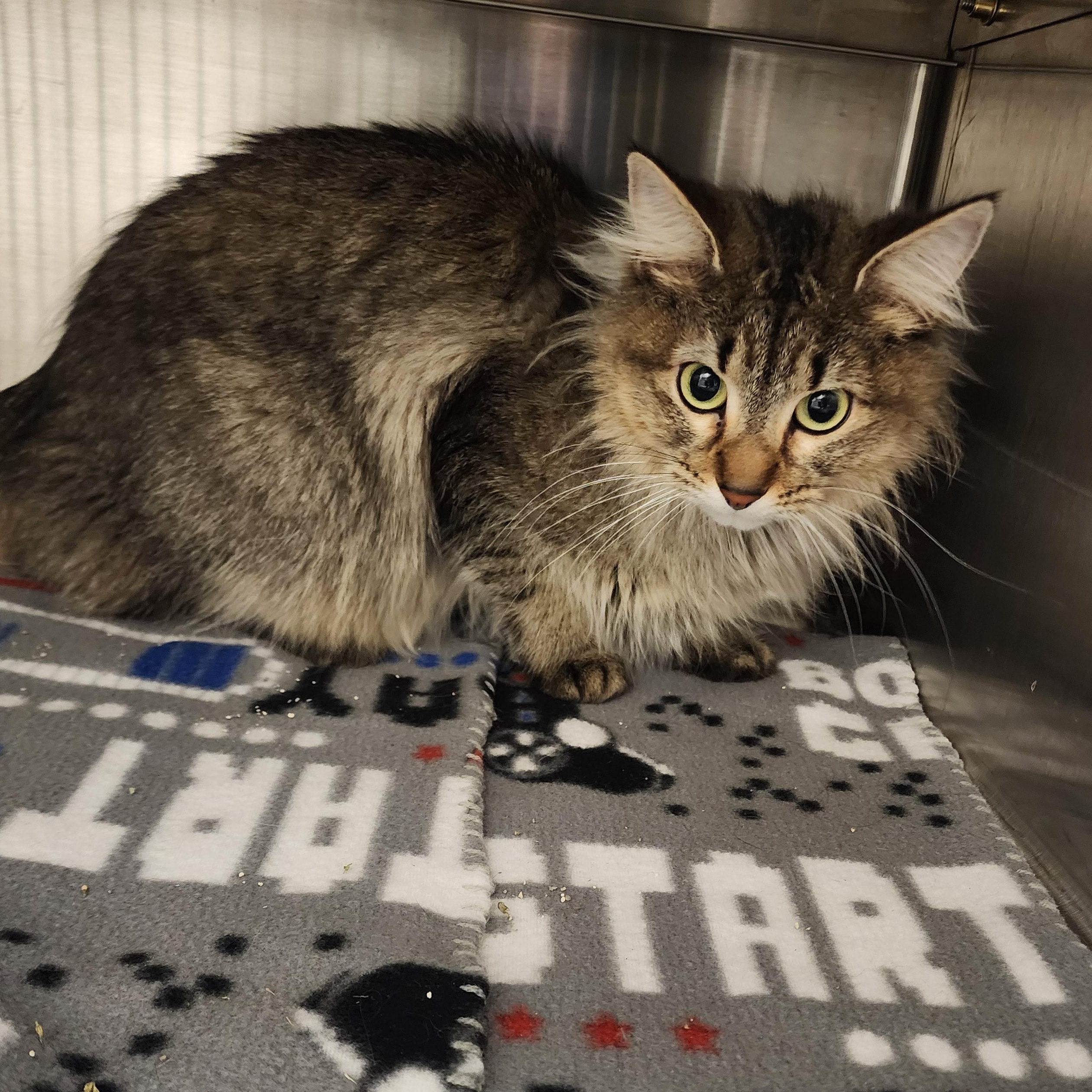 Enlarge Armani, a ADOPTABLE Domestic Long Hair in Liberty, MO image 1/1