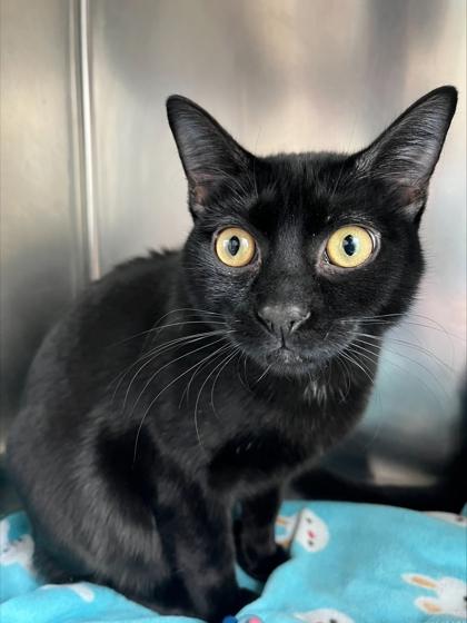 James, Adoptable, Kitten Male Domestic Short Hair & Domestic Short Hair.