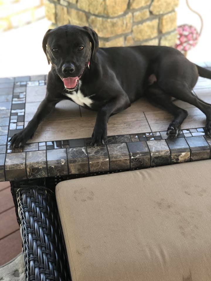 Lexi, Adoptable, Adult Female Boxer & Labrador Retriever.