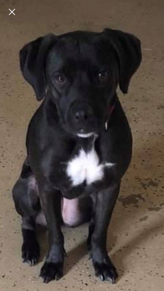 Enlarge Lexi, a Adoptable mixed breed in Cincinnati, OH image 2/8