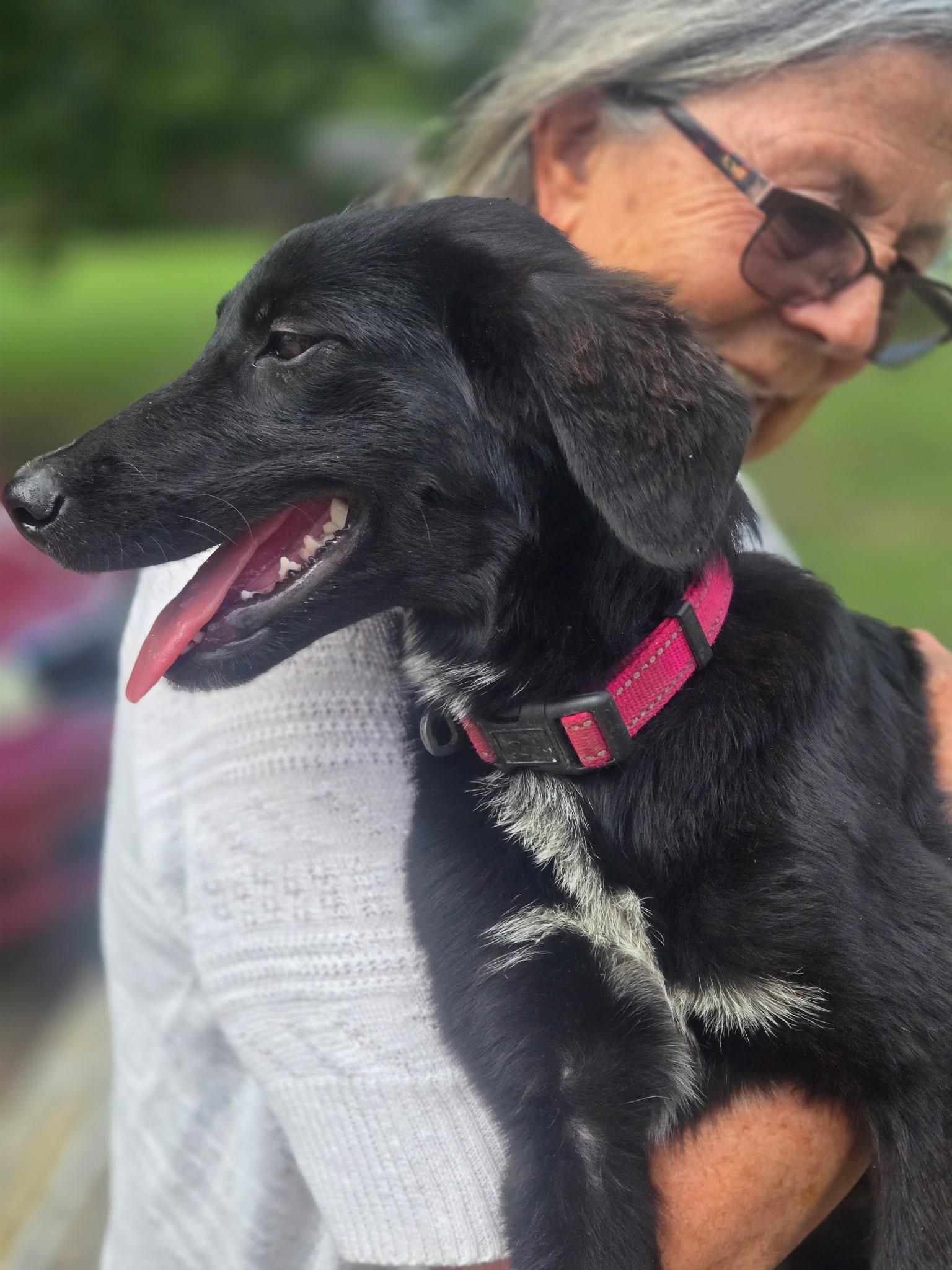 Cleo, Adopted, Young Female Labrador Retriever & Border Collie.