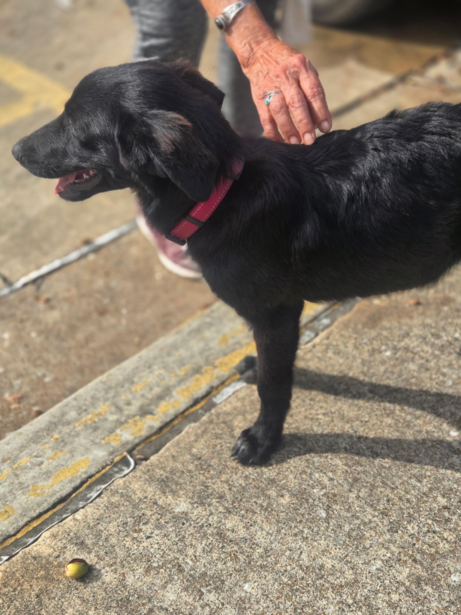 Cleo, a Adopted mixed breed in Melbourne, AR image 2/4