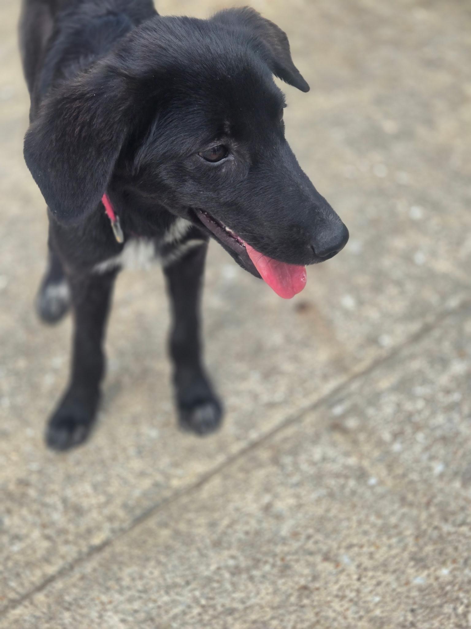 Cleo, a Adopted mixed breed in Melbourne, AR image 3/4