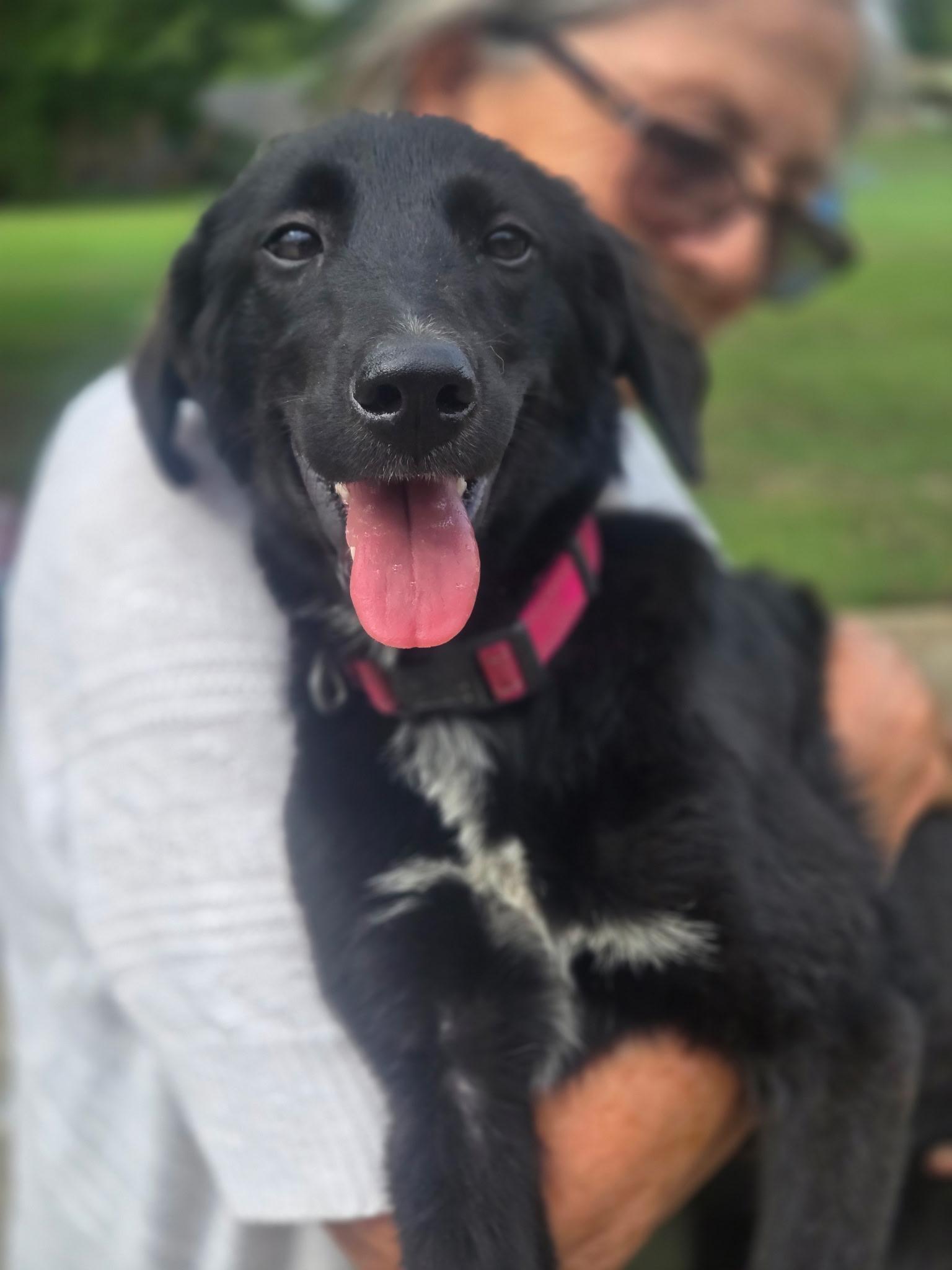 Cleo, a Adopted mixed breed in Melbourne, AR image 4/4