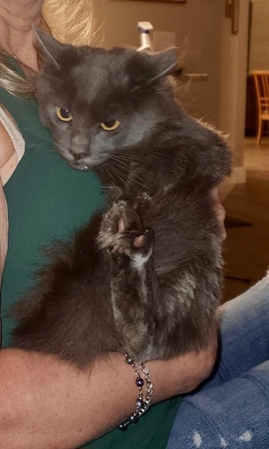 Leo (Leonardo), Adoptable, Young Male Domestic Long Hair.