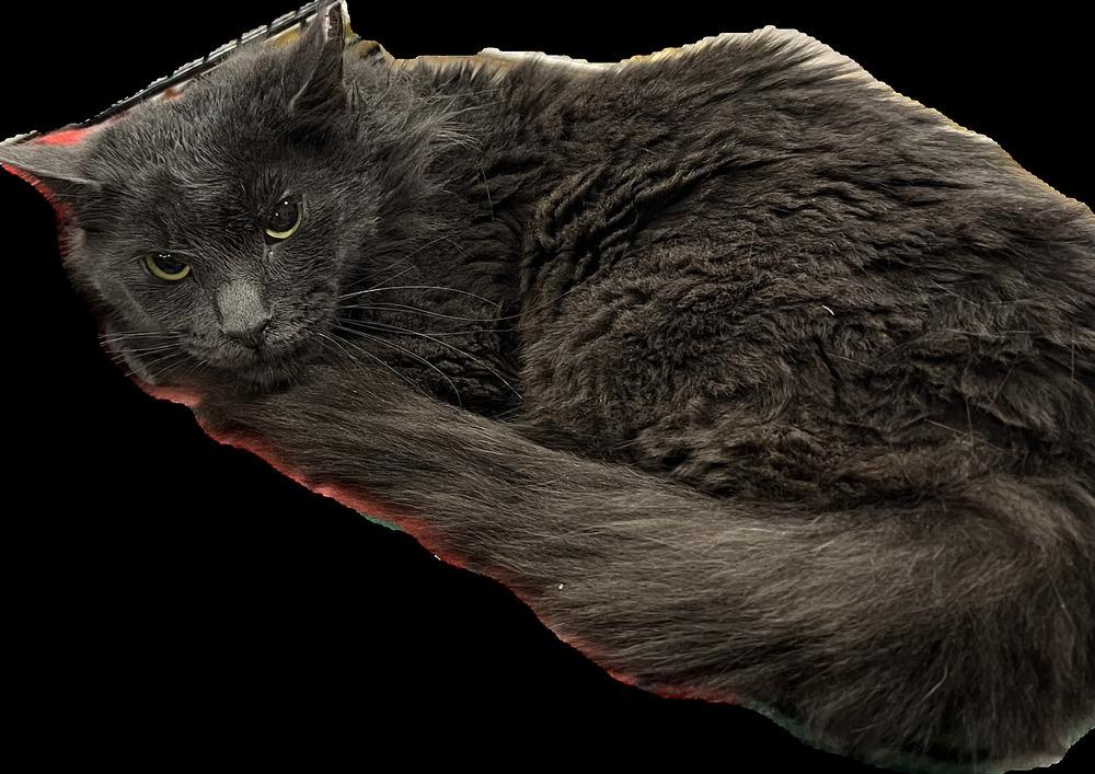 Enlarge Leo (Leonardo), a Adoptable Domestic Long Hair in Fern Park, FL image 2/4