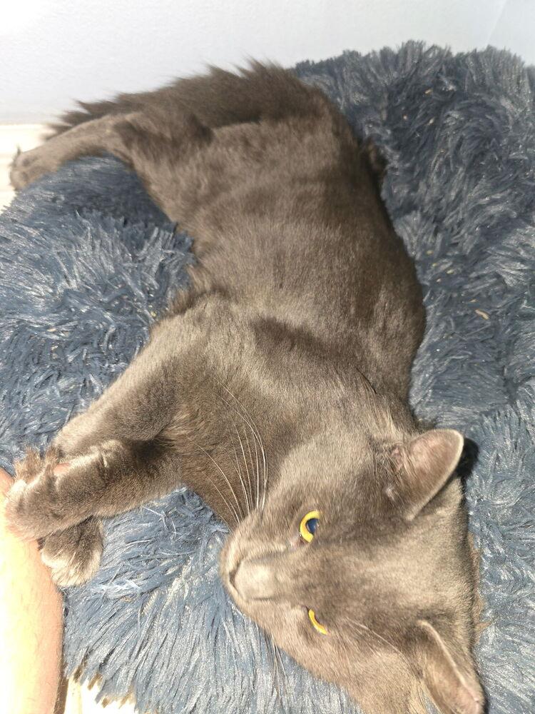 Leo (Leonardo), a Adoptable mixed breed in Fern Park, FL image 1/4