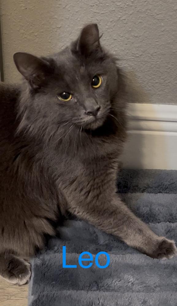 Leo (Leonardo), a Adoptable mixed breed in Fern Park, FL image 4/4