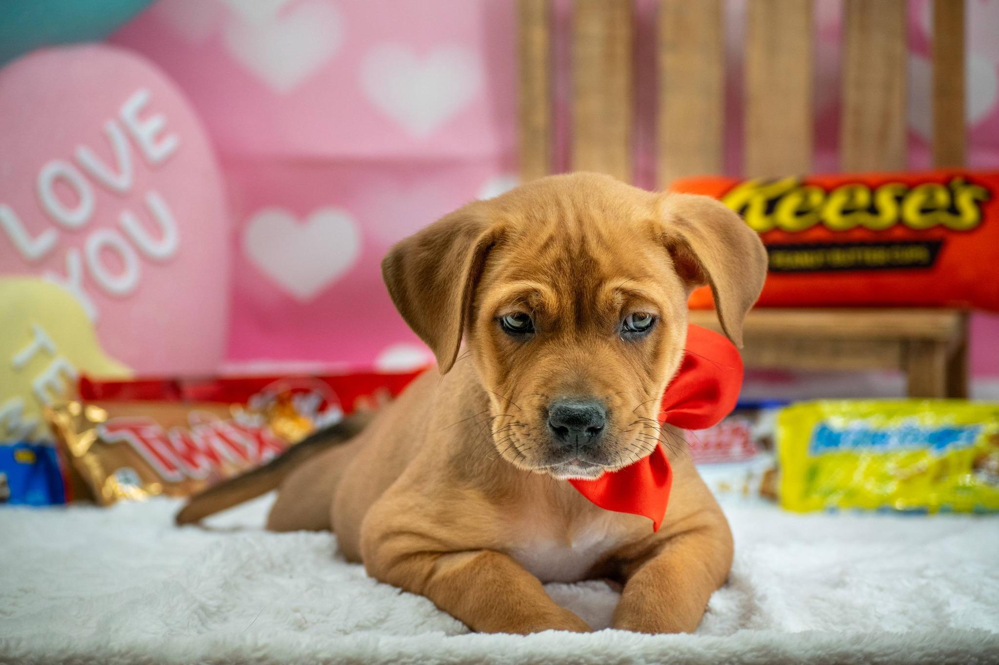 Twix, a ADOPTABLE mixed breed in Sevierville, TN image 5/5