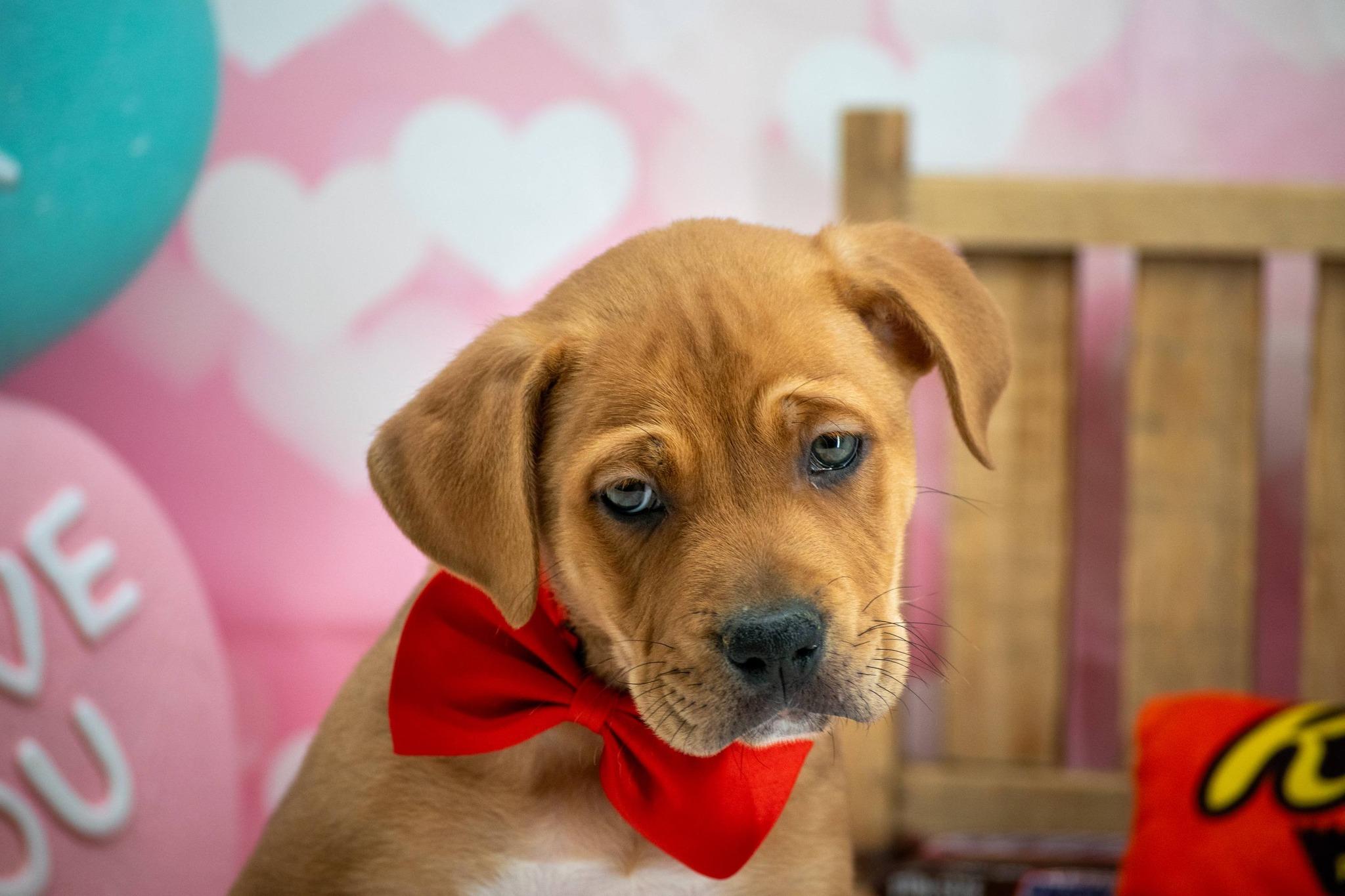 Twix, a ADOPTABLE mixed breed in Sevierville, TN image 2/5