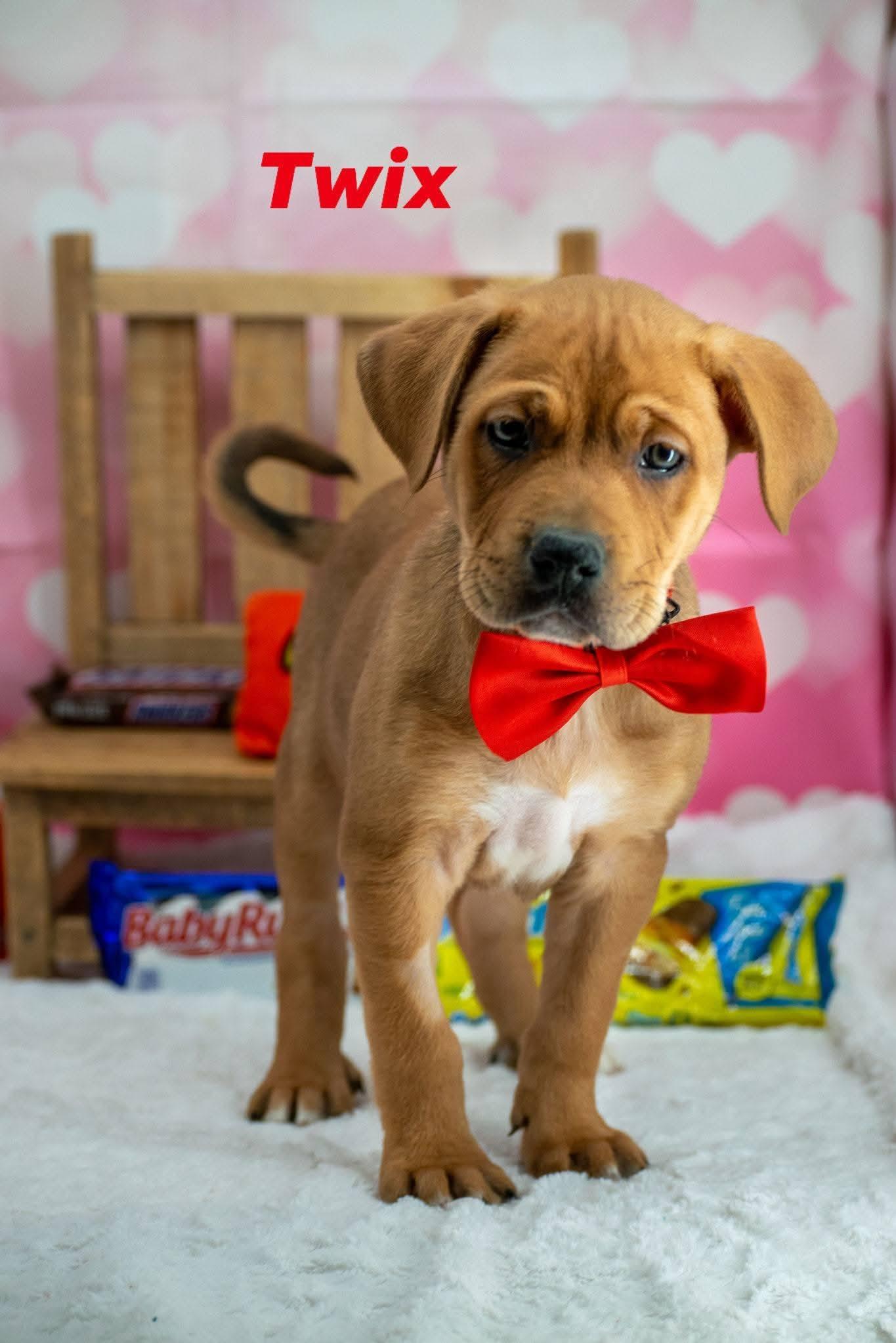 Twix, a ADOPTABLE mixed breed in Sevierville, TN image 1/5