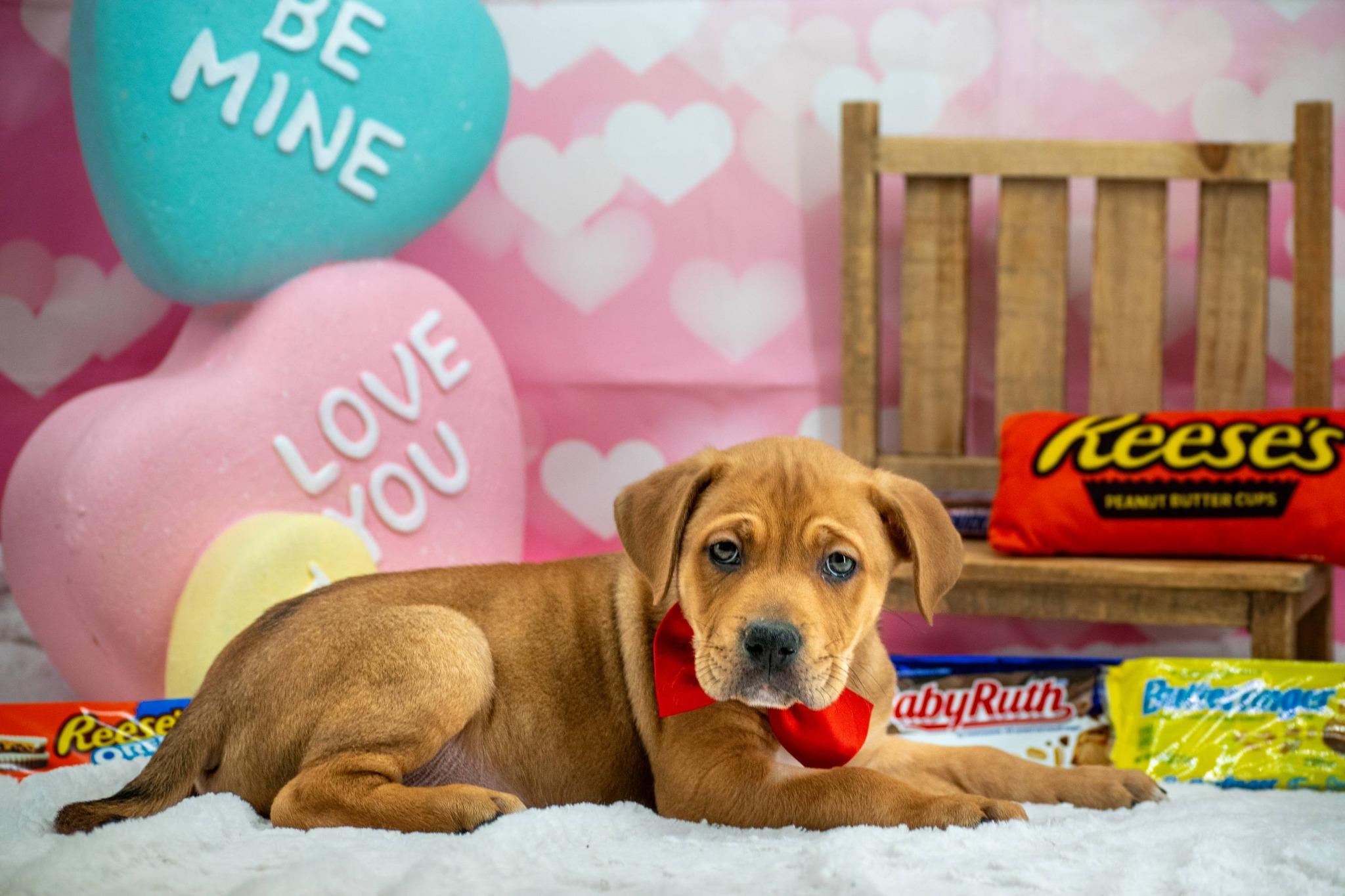 Twix, a ADOPTABLE mixed breed in Sevierville, TN image 3/5