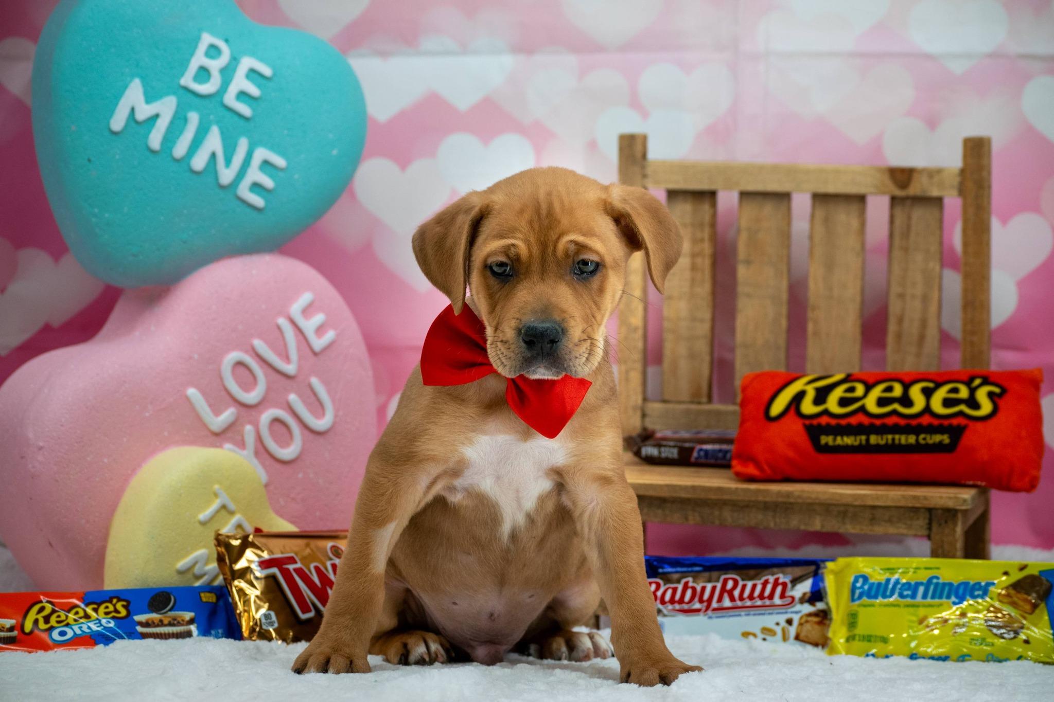 Twix, a ADOPTABLE mixed breed in Sevierville, TN image 4/5