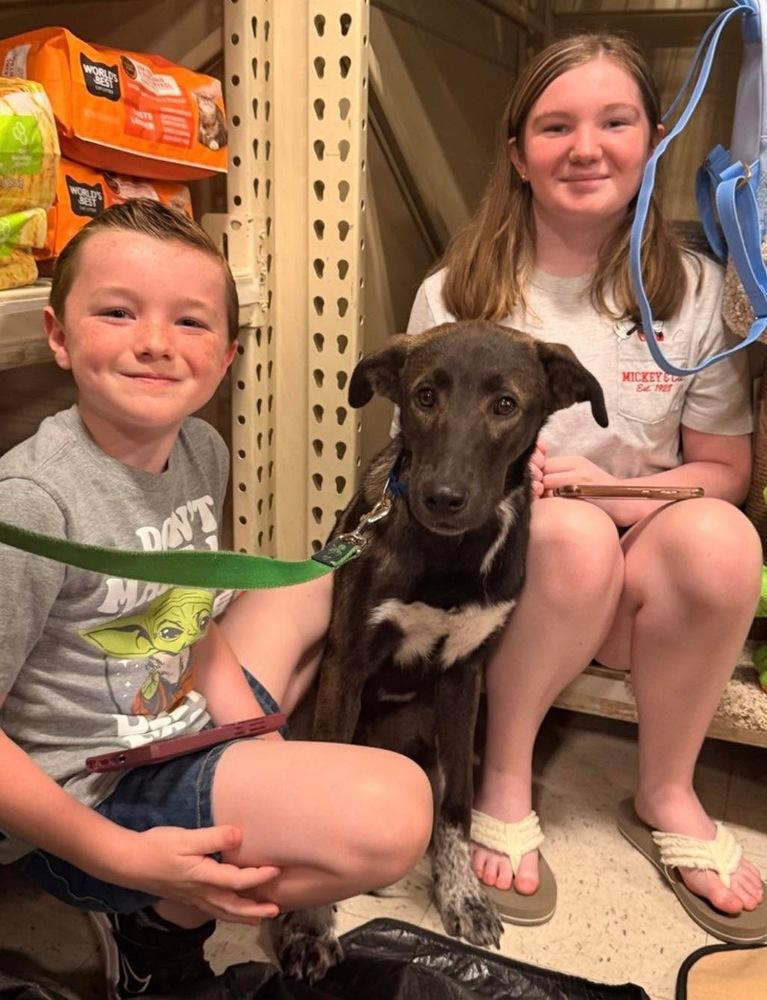 Buddy, Adoptable, Young Male Mountain Cur.