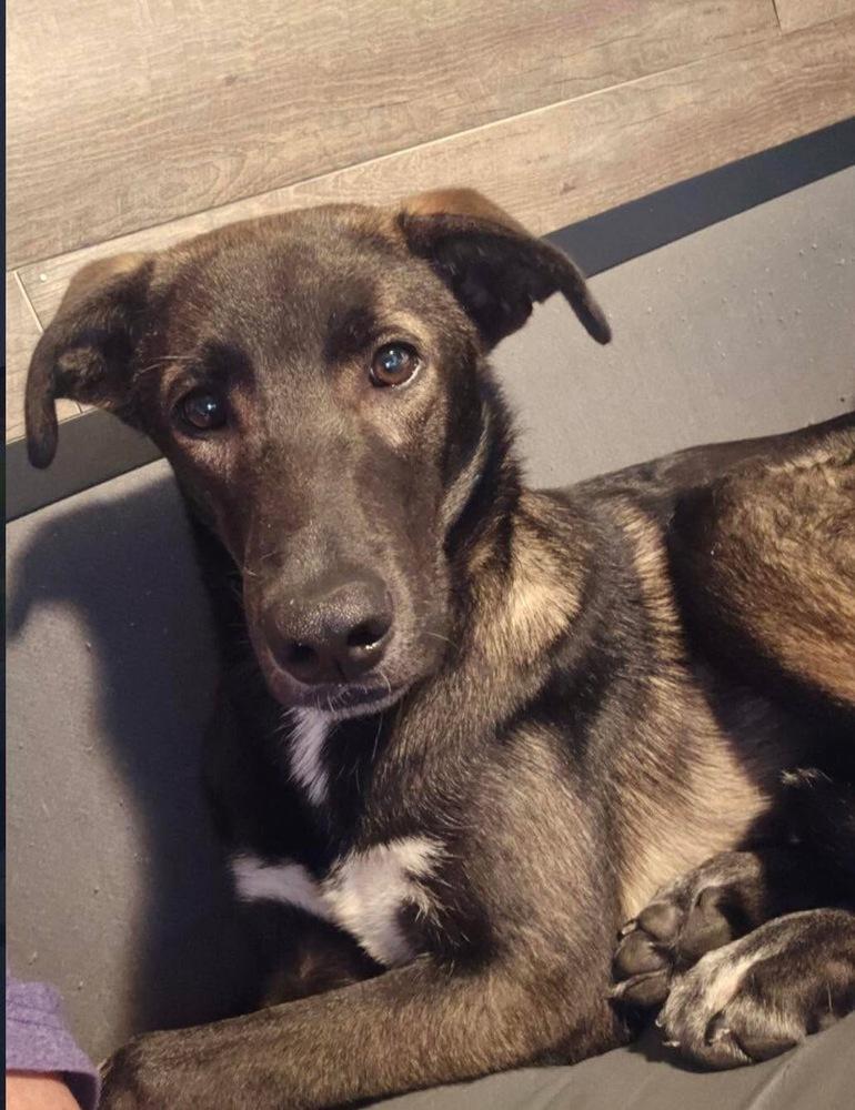 Enlarge Buddy, a Adoptable mixed breed in Willingboro, NJ image 2/6