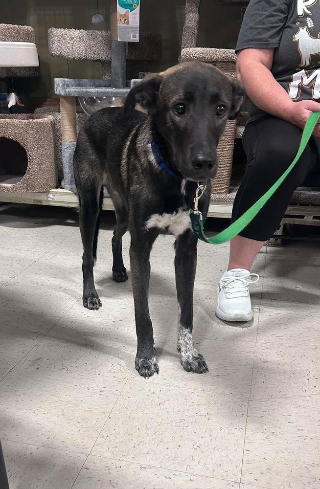 Enlarge Buddy, a Adoptable mixed breed in Willingboro, NJ image 4/6