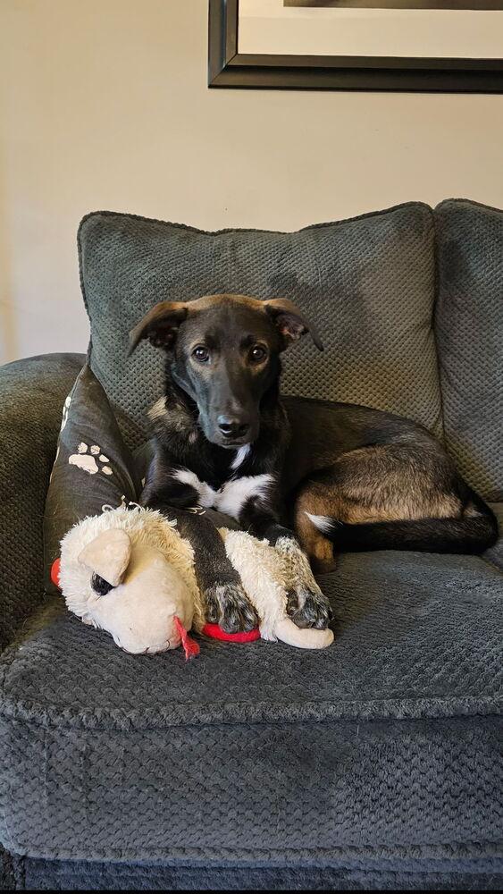 Enlarge Buddy, a Adoptable mixed breed in Willingboro, NJ image 6/6