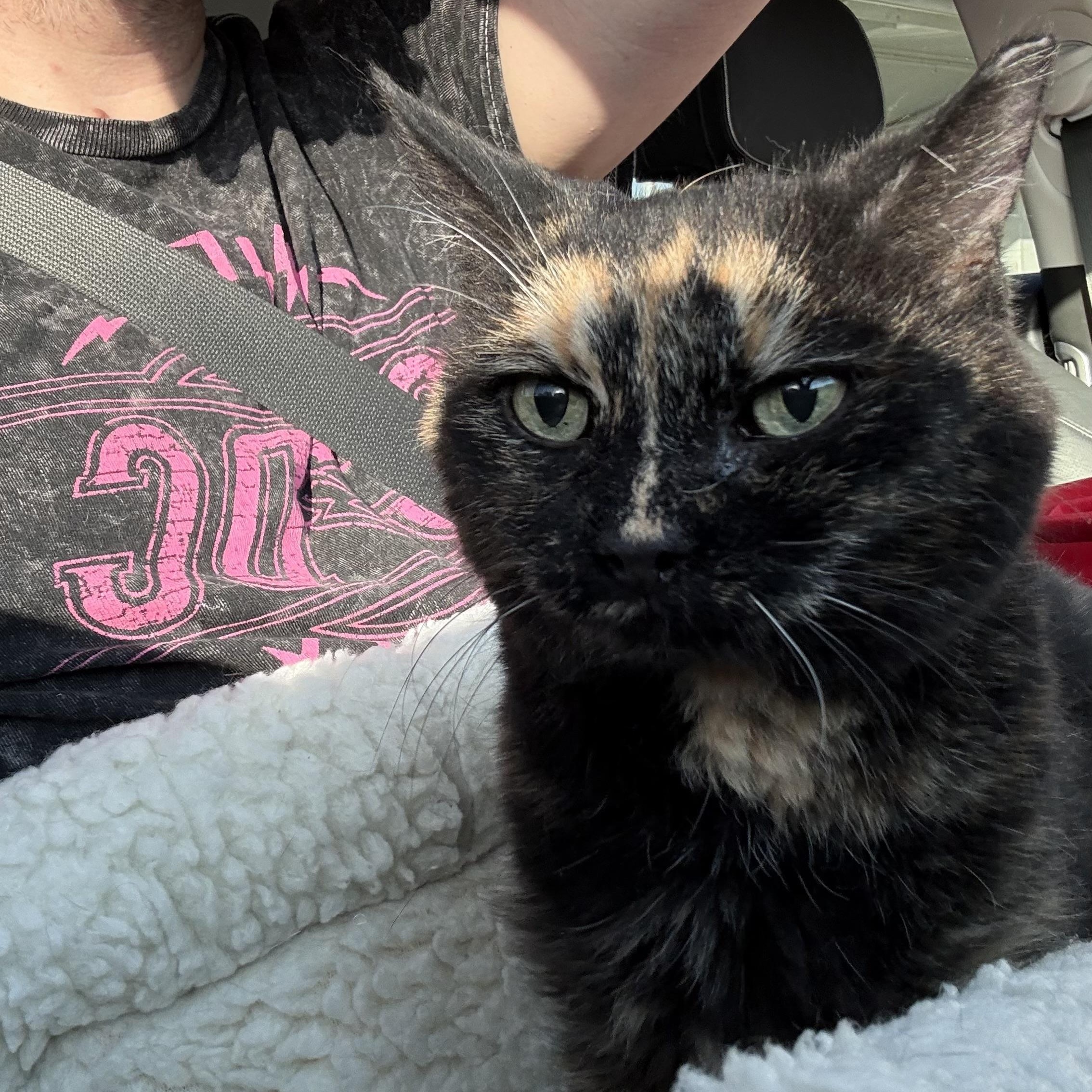 Enlarge Tala, a Adoptable Domestic Medium Hair in Sherman Oaks, CA image 6/6