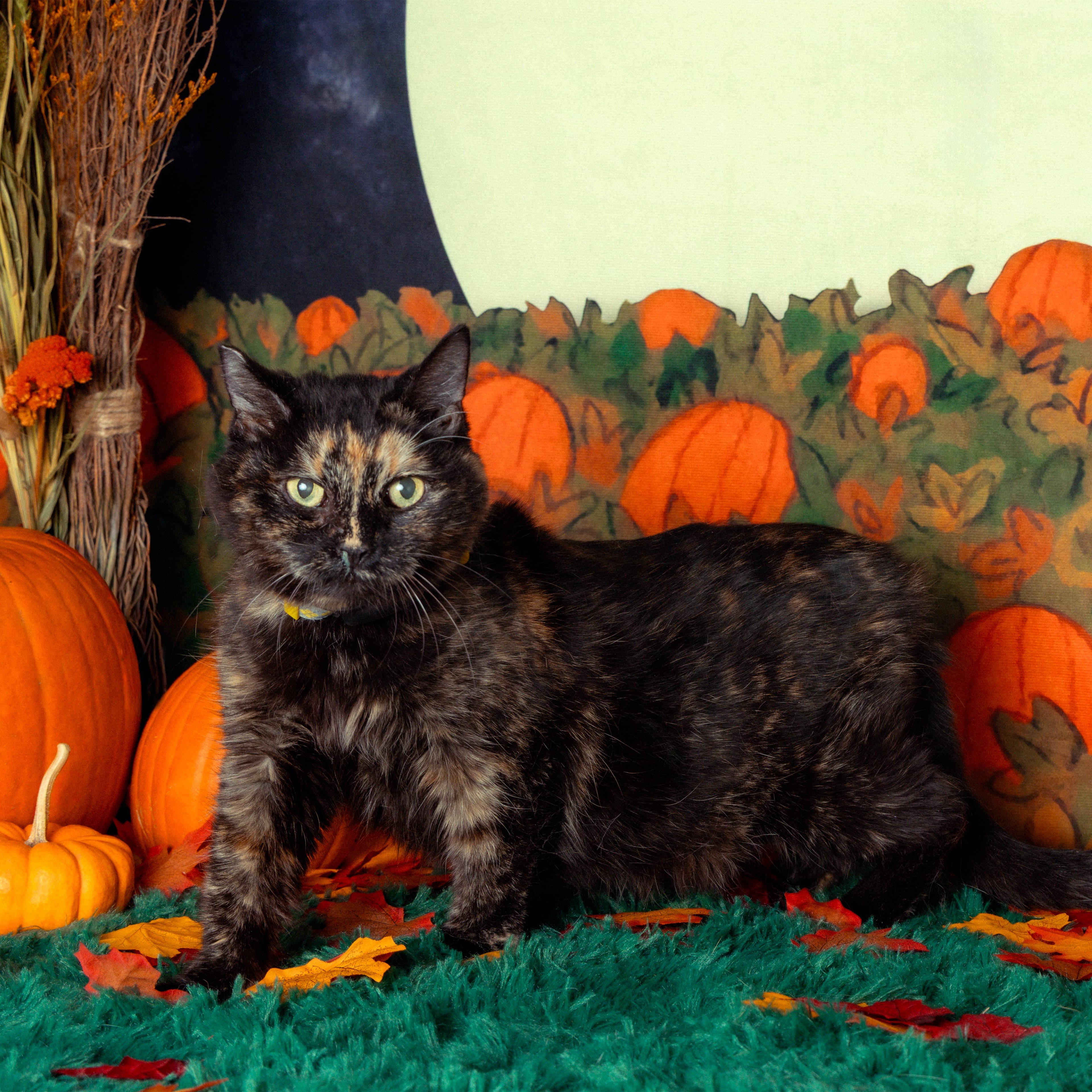 Tala, a Adoptable Domestic Medium Hair in Sherman Oaks, CA image 1/5