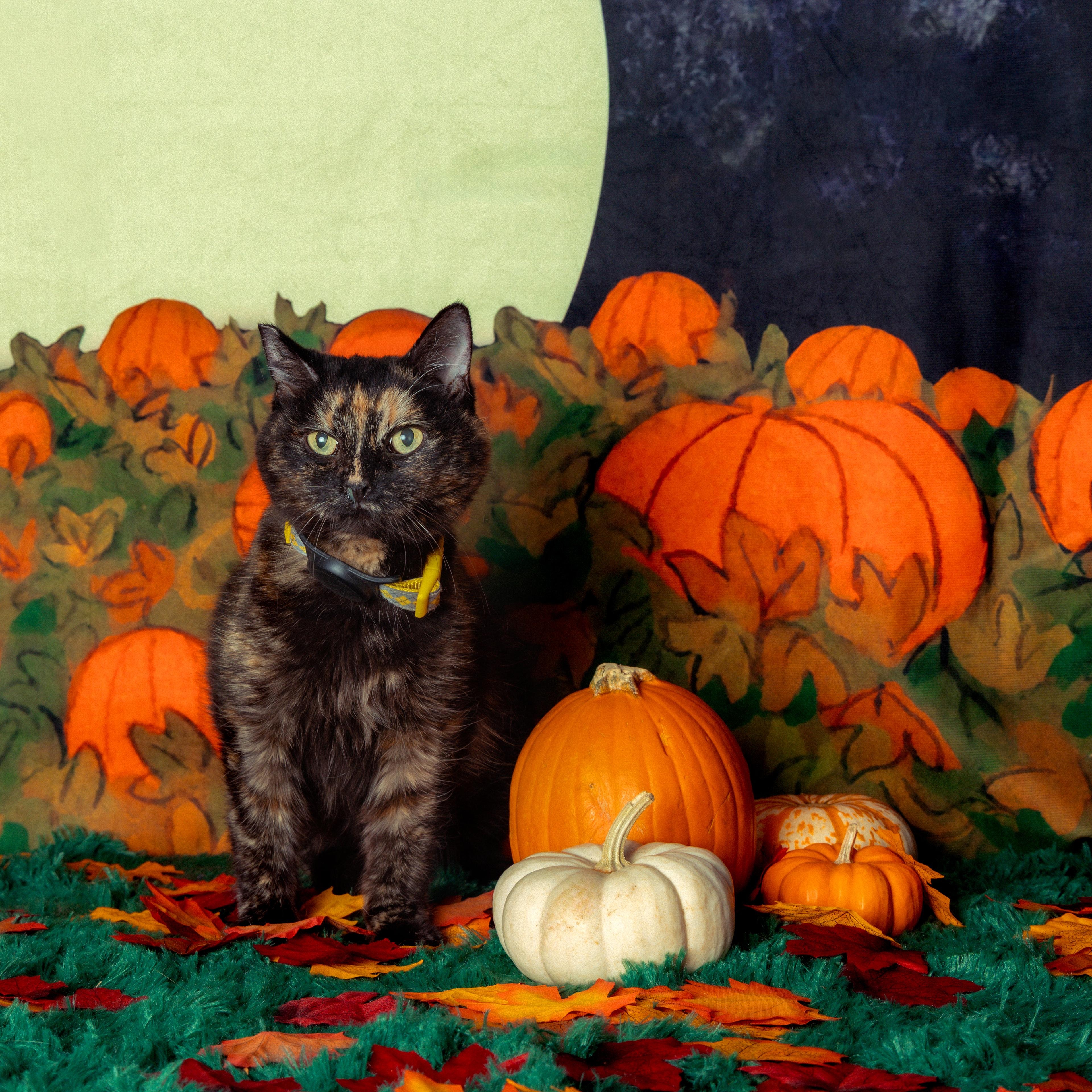 Tala, a Adoptable Domestic Medium Hair in Sherman Oaks, CA image 2/5