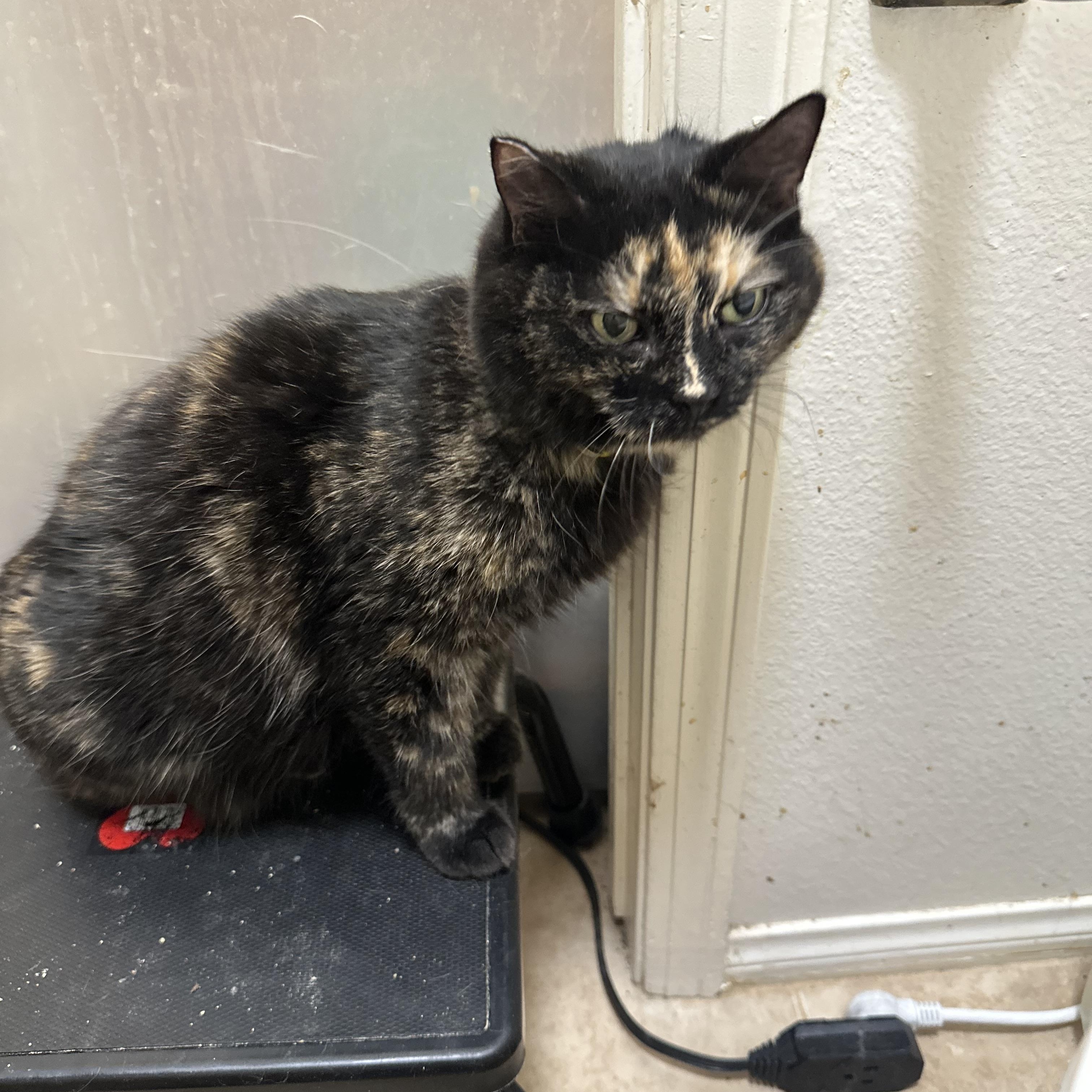 Tala, a Adoptable Domestic Medium Hair in Sherman Oaks, CA image 3/5