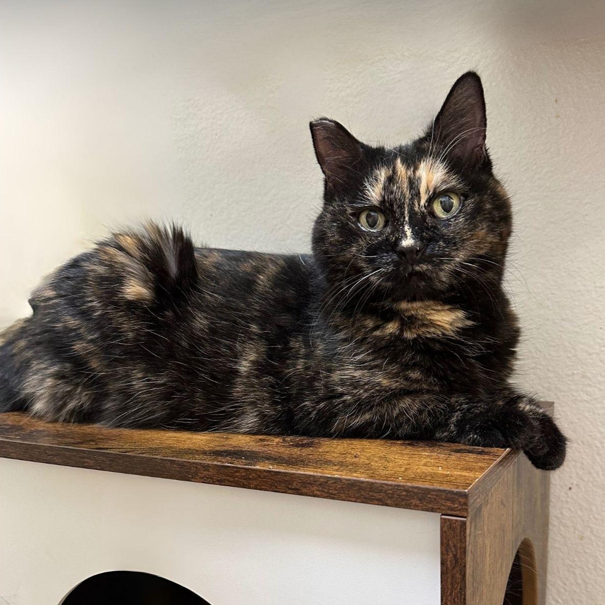 Tala, Adoptable, Senior Female Domestic Medium Hair.