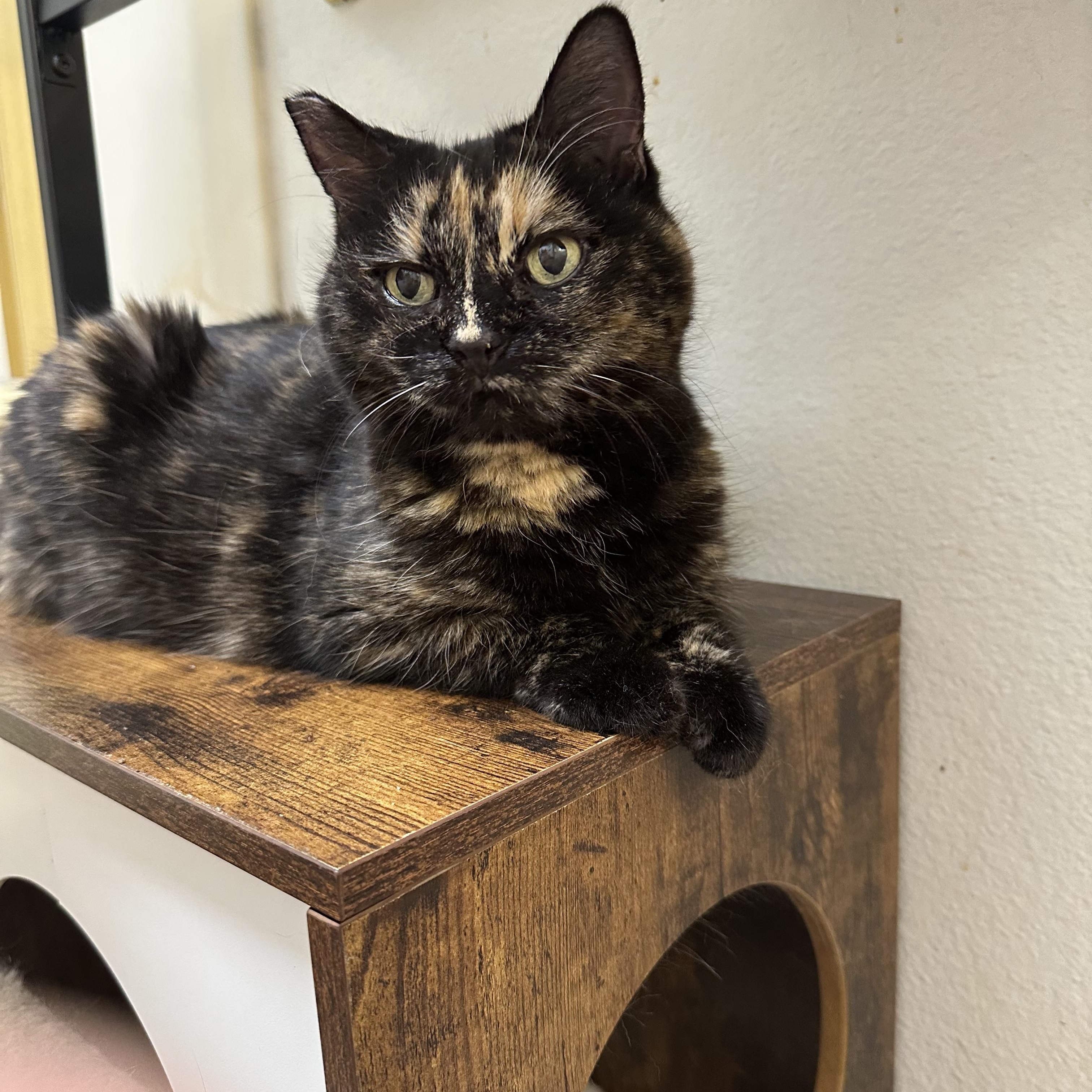 Tala, a Adoptable Domestic Medium Hair in Sherman Oaks, CA image 5/5