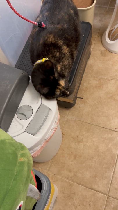 Enlarge Tala, a Adoptable Domestic Medium Hair in Sherman Oaks, CA video 5/6