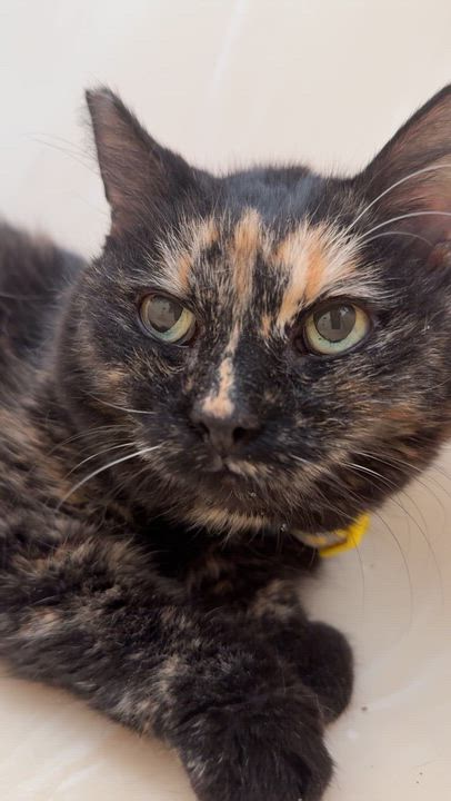 Enlarge Tala, a Adoptable Domestic Medium Hair in Sherman Oaks, CA video 3/6