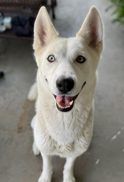 Snowy, adopted, Adult Female Husky.