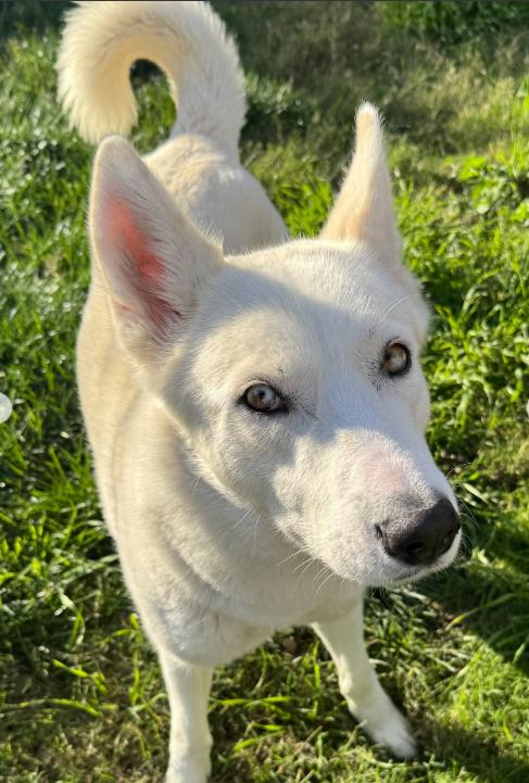 Enlarge Snowy, an adopted Husky in TEMECULA, CA image 3/5