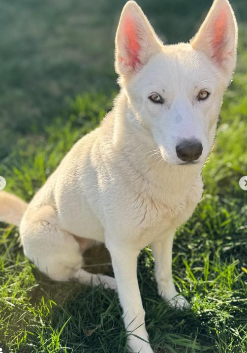 Enlarge Snowy, an adopted Husky in TEMECULA, CA image 2/5