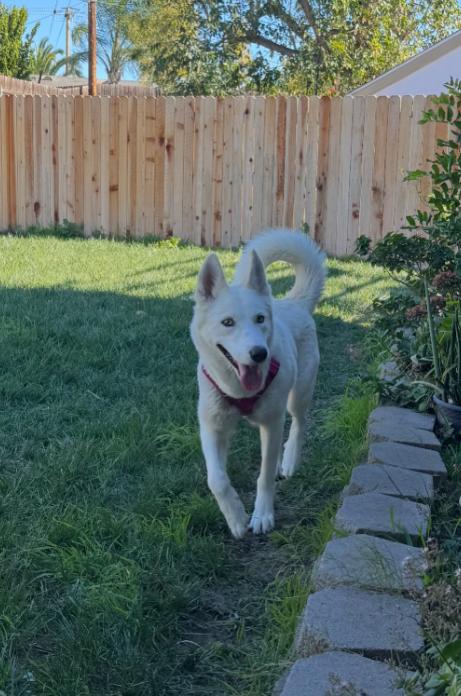 Enlarge Snowy, an adopted Husky in TEMECULA, CA image 5/5