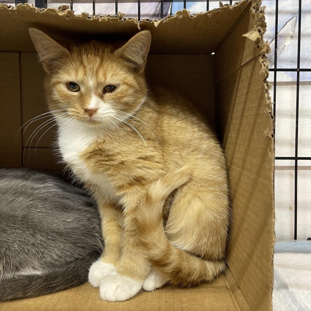 Mako, Adoptable, Young Male Domestic Short Hair.