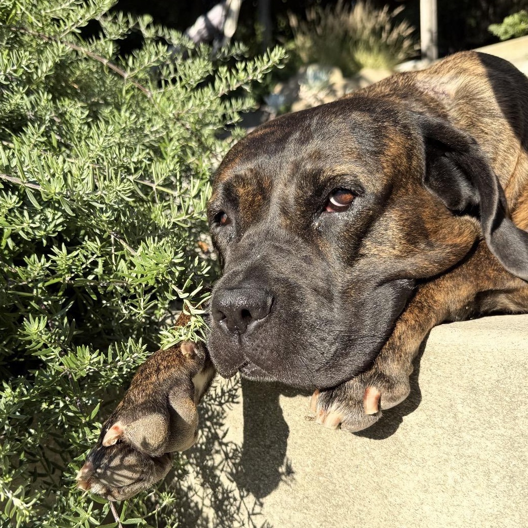 Keira, ADOPTABLE, Senior Female Neapolitan Mastiff & Presa Canario.