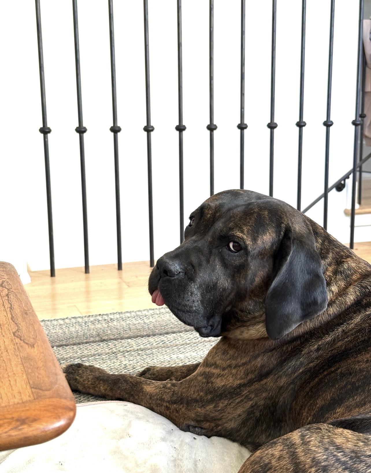 Keira, a ADOPTABLE mixed breed in West Hollywood, CA image 4/4
