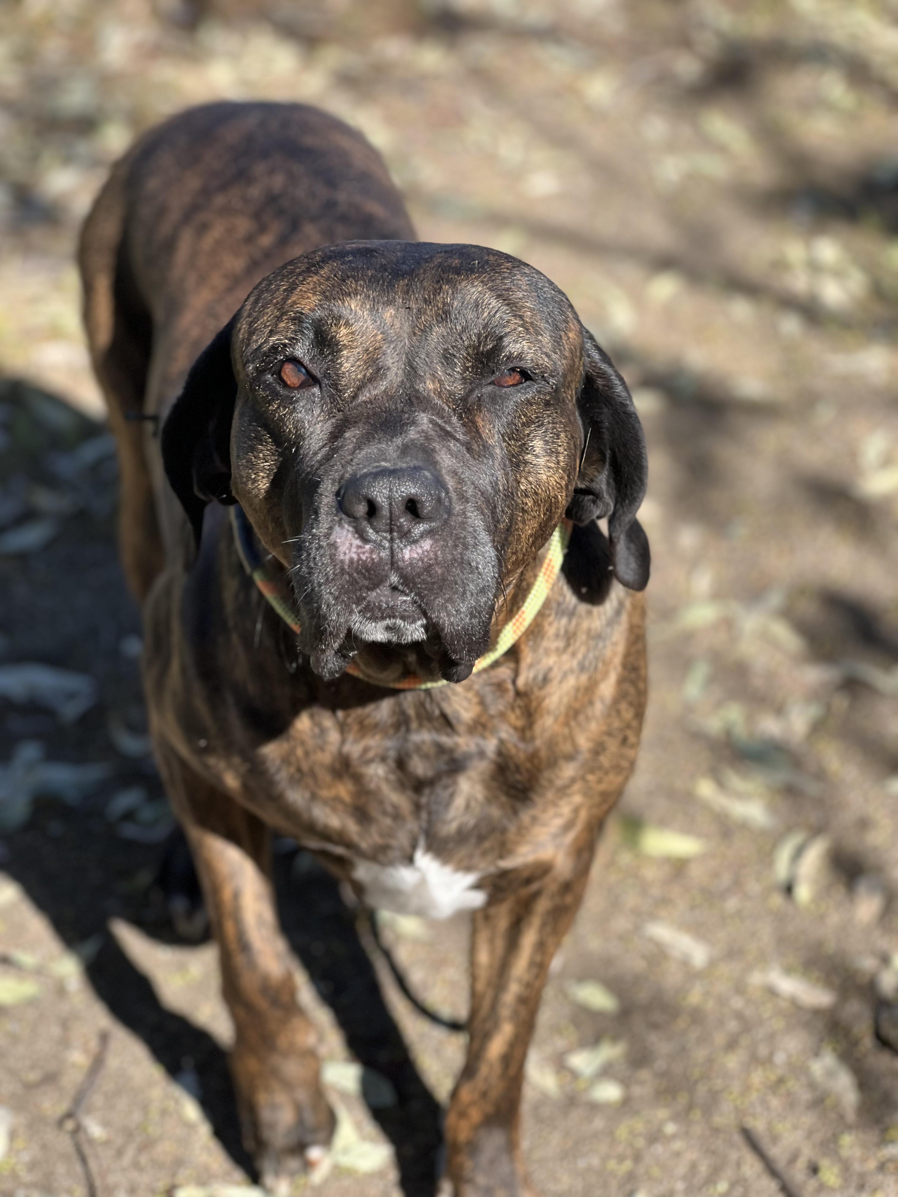 Keira, a ADOPTABLE mixed breed in West Hollywood, CA image 2/4
