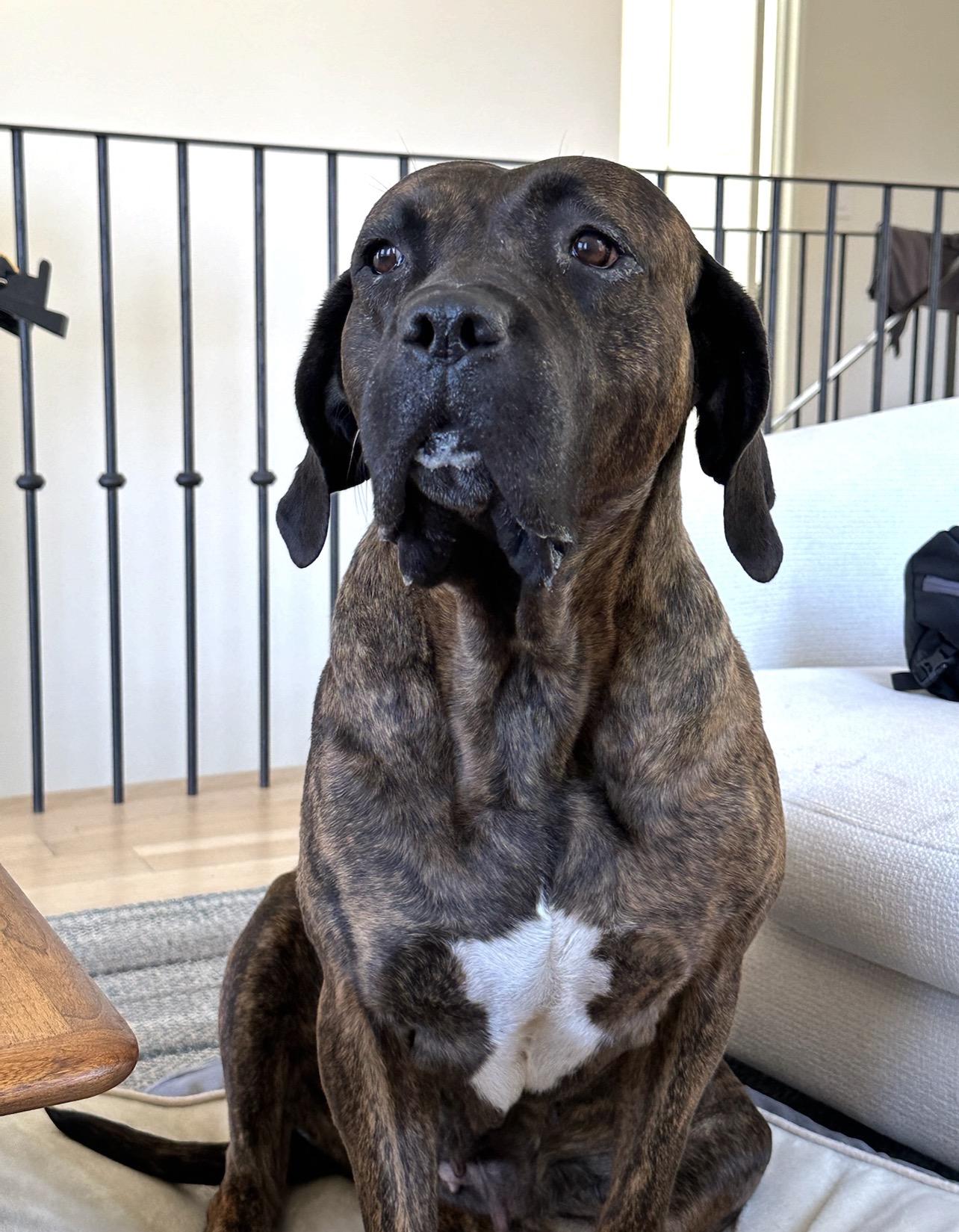Keira, a ADOPTABLE mixed breed in West Hollywood, CA image 3/4