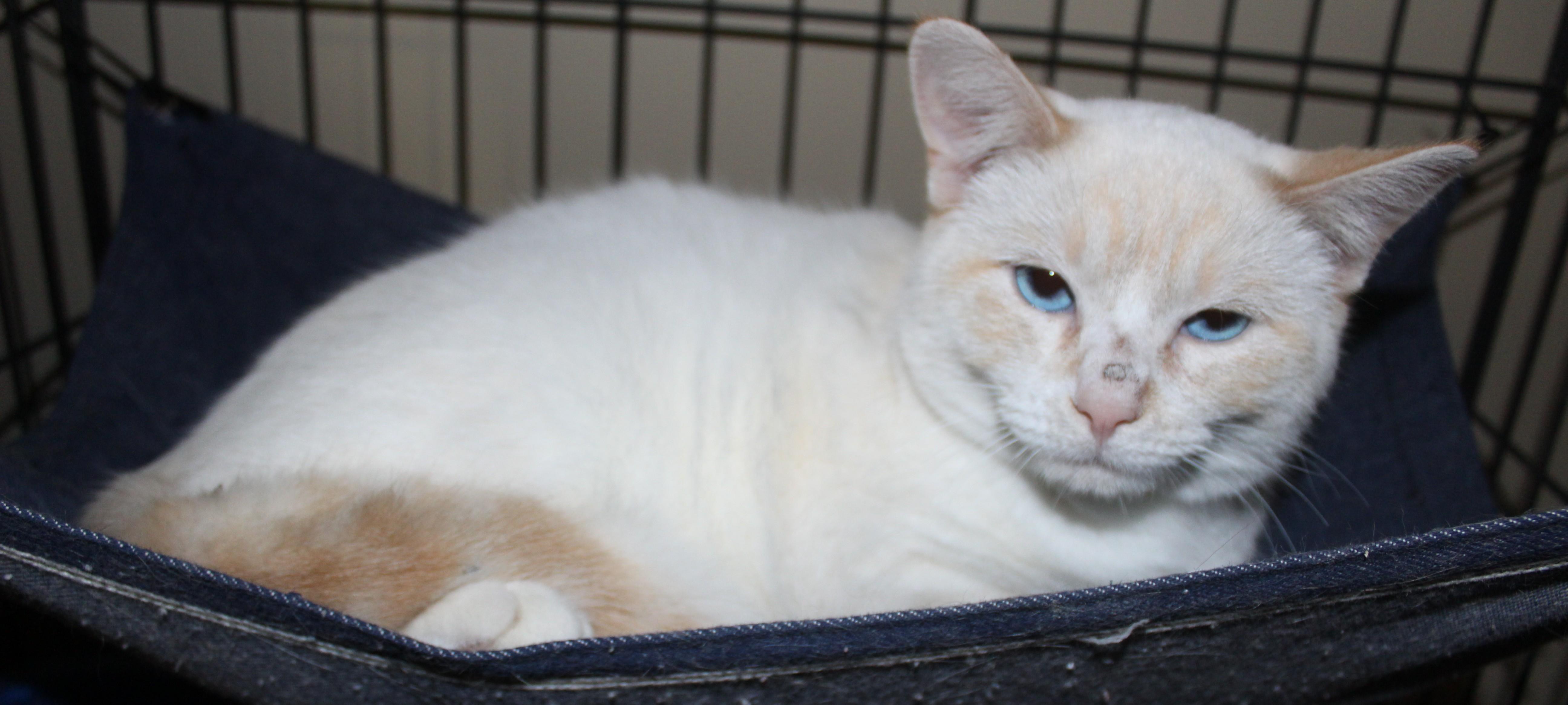 Enlarge Troy, an adopted Siamese in Huron, SD image 1/3