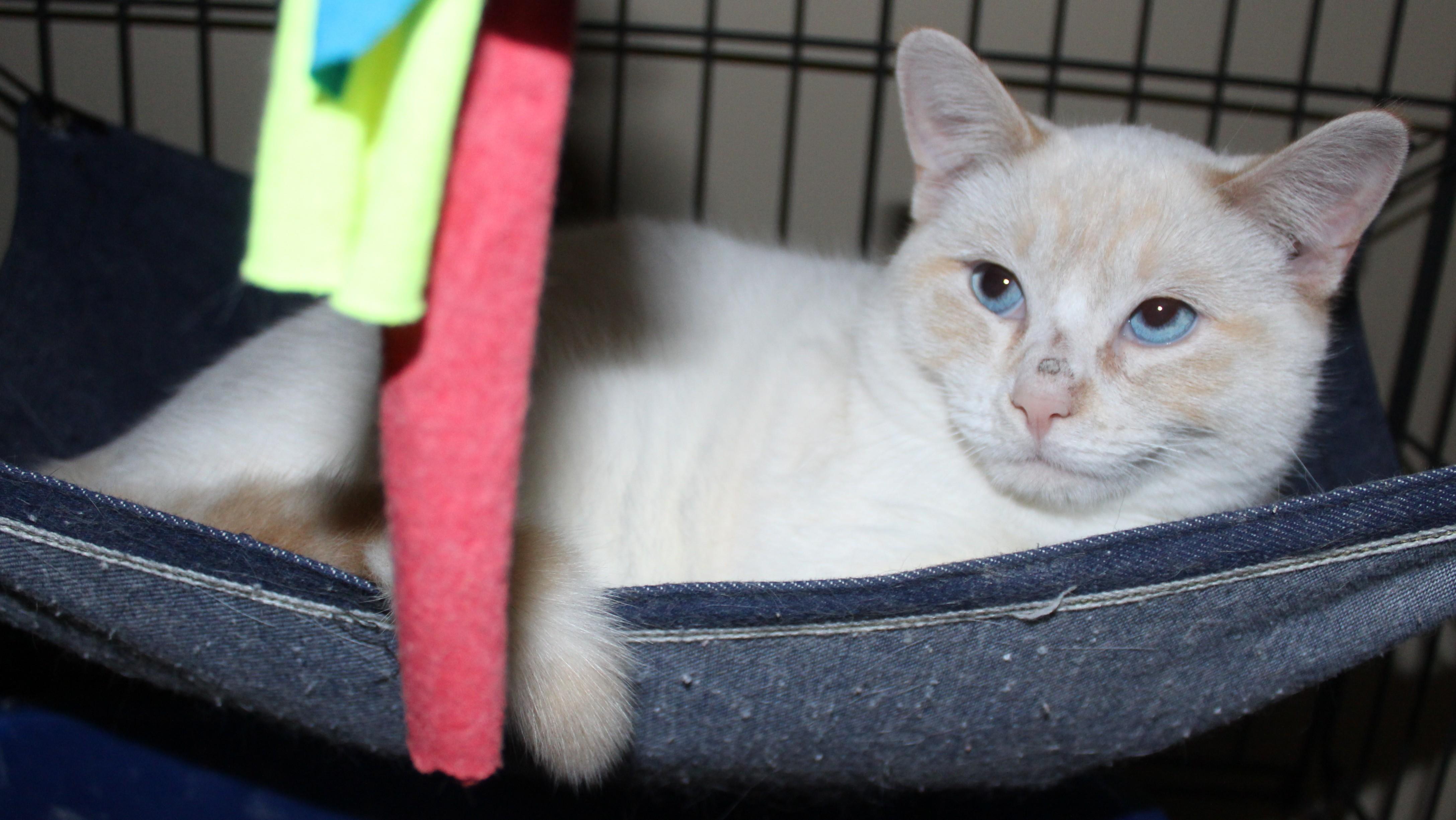 Enlarge Troy, an adopted Siamese in Huron, SD image 3/3